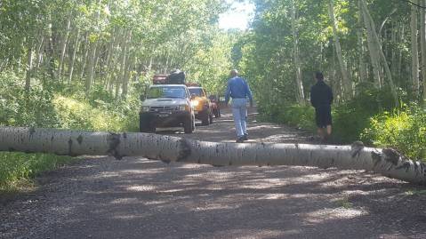 tree blocking road