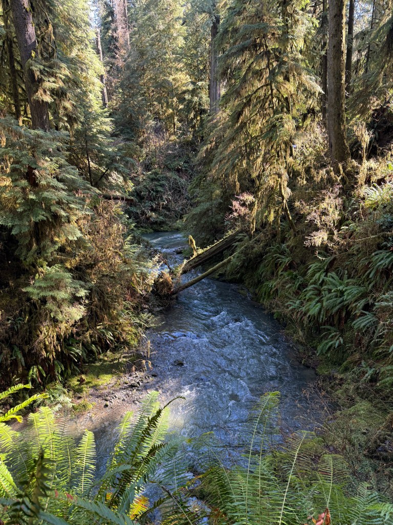 The Olympic Peninsula: Quinault Rainforest to Cape Flattery | Timothy R ...